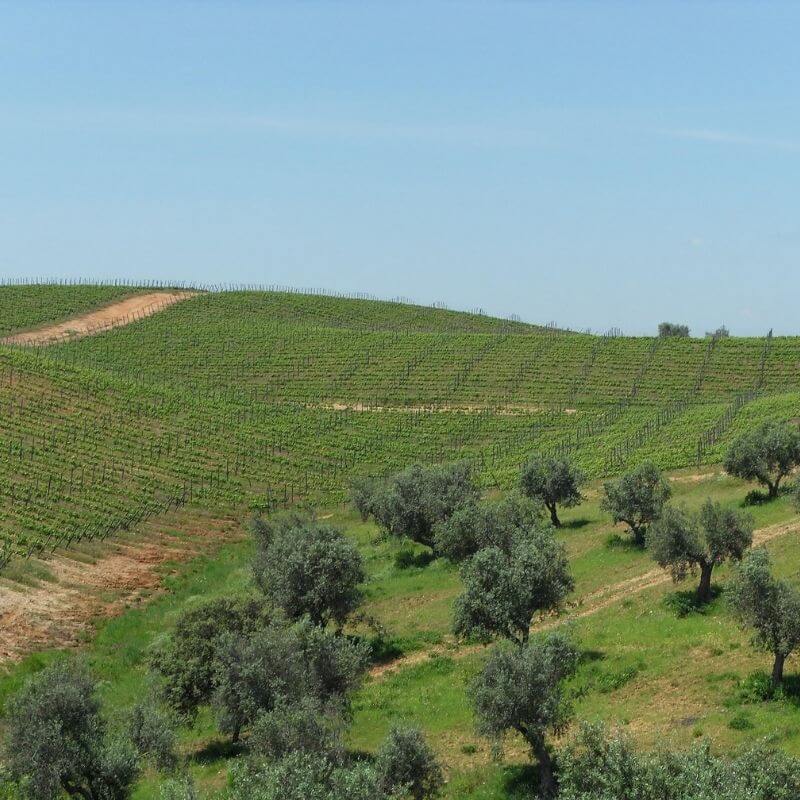 Olio e vino d'Abruzzo - Hotel Cristallo Giulianova